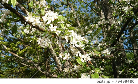 八ヶ岳高原に咲くズミの花 79499480