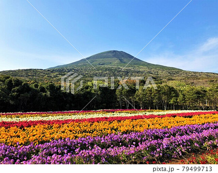 八丈富士とカラフルなフリージアのお花畑 八丈富士とカラフルなフリージアのお花畑 79499713