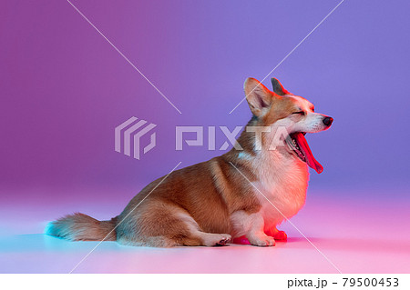 Portrait of cute beautiful corgi dog posing isolated on purple background in pink neon light. Side view 79500453