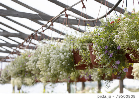 Flowers in greenhouses with a drip irrigation system. Selective focus. 79500909