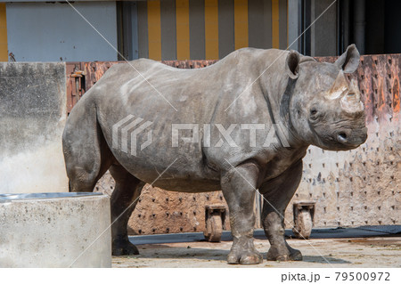愛媛県立とべ動物園　クロサイ 79500972