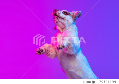 One dog white Clumber jumping isolated over gradient pink blue studio background in neon light filter. Concept of motion, action, pets love, animal life. One dog white Clumber jumping isolated over gradient pink blue studio background in neon light filter. Concept of motion, action, pets love, animal life. 79501199