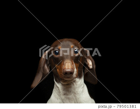image of dog dark background 79501381