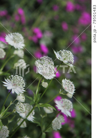 白いアストランチアの花 79501483