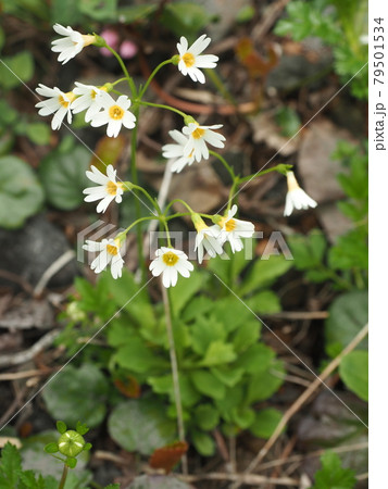 秋田駒ヶ岳のヒナザクラ 秋田駒ヶ岳のヒナザクラ 79501534
