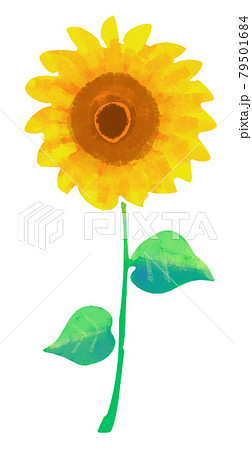 1本のひまわりのイラストのイラスト素材 [79501684] - PIXTA