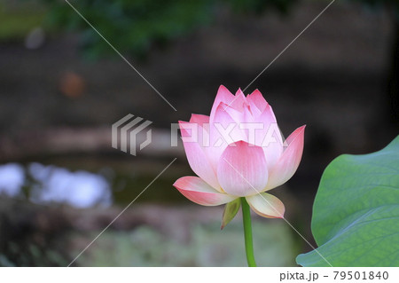 唐招提寺 境内に咲くハスの花々 唐招提寺 境内に咲くハスの花々 79501840