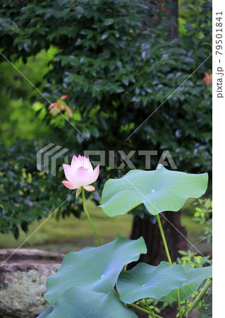唐招提寺 境内に咲くハスの花々 唐招提寺 境内に咲くハスの花々 79501841