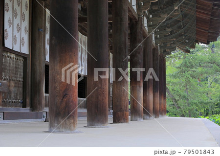 唐招提寺　境内に咲くハスの花々 79501843