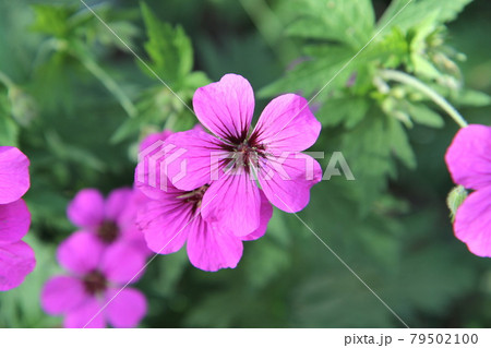 フウロソウ　ゲラニウム　プシロステモン 79502100