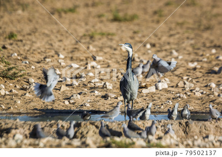 Black headed Heron in Kgalagadi transfrontier park, South Africa Black headed Heron in Kgalagadi transfrontier park, South Africa 79502137