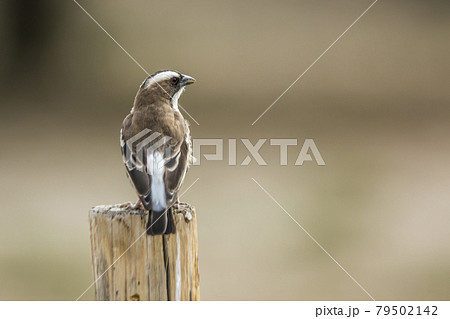 White browed Sparrow Weaver in Kgalagadi transfrontier park, South Africa White browed Sparrow Weaver in Kgalagadi transfrontier park, South Africa 79502142