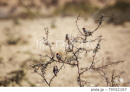 Red headed Finch in Kgalagadi transfrontier park, South Africa Red headed Finch in Kgalagadi transfrontier park, South Africa 79502167