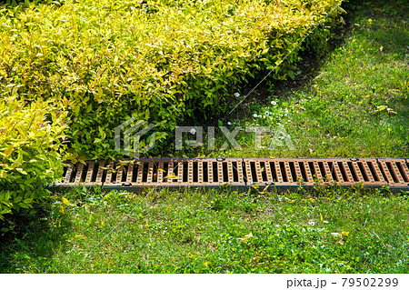 grate drainage system on the lawn with green grass and bushes in the backyard garden, rainwater drainage system in the park among plants lit by sunlight, nobody. 79502299