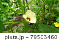 オクラの花 79503460