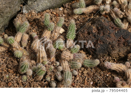 小さいサボテンの群生 寄せ植えの写真素材