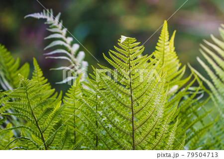 Perennial herbaceous fern - common bracken Perennial herbaceous fern - common bracken 79504713