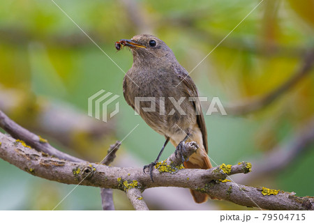 Black redstart - Phoenicurus ochruros standing on the branch with prey. 79504715