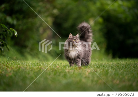 maine coon cat with fluffy tail outdoors in green back yard maine coon cat with fluffy tail outdoors in green back yard 79505072