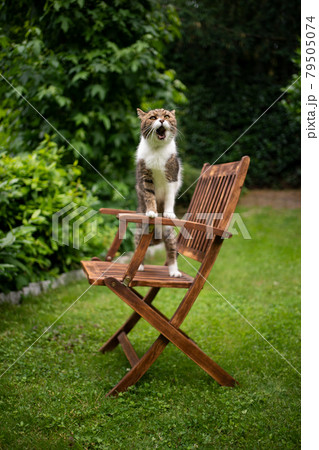 cat outdoors in green back yard rearing up on wooden garden chair meowing cat outdoors in green back yard rearing up on wooden garden chair meowing 79505074
