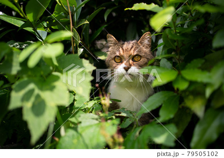 cat outdoors in nature hiding in bushes and green foliage observing cat outdoors in nature hiding in bushes and green foliage observing 79505102