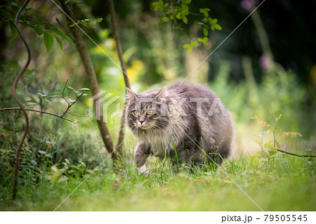 gray cat outdoors on the prowl in green nature sneaking through grass gray cat outdoors on the prowl in green nature sneaking through grass 79505545