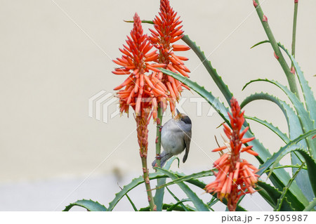 bird eurasian blackcap sylvia atricapilla bird eurasian blackcap sylvia atricapilla 79505987