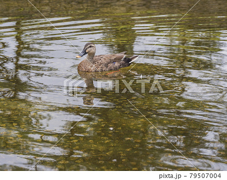 池のカモ 鴨 カモ 鳥 鴨 カルガモ 水鳥 池のカモ 鴨 カモ 鳥 鴨 カルガモ 水鳥 79507004