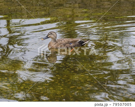 池のカモ 鴨 カモ 鳥 鴨 カルガモ 水鳥 池のカモ 鴨 カモ 鳥 鴨 カルガモ 水鳥 79507005