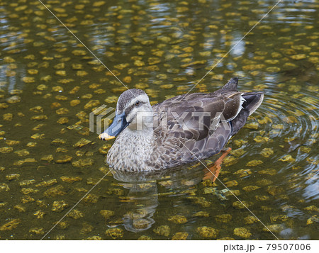 池のカモ 鴨 カモ 鳥 鴨 カルガモ 水鳥 池のカモ 鴨 カモ 鳥 鴨 カルガモ 水鳥 79507006