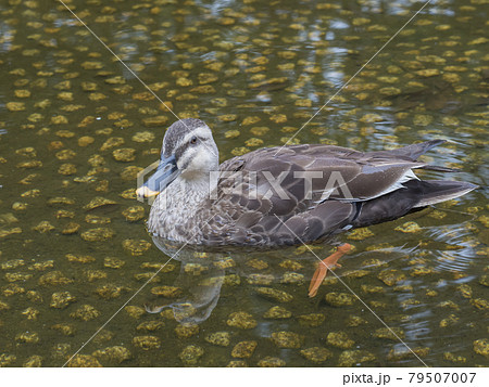 池のカモ 鴨 カモ 鳥 鴨 カルガモ 水鳥 池のカモ 鴨 カモ 鳥 鴨 カルガモ 水鳥 79507007