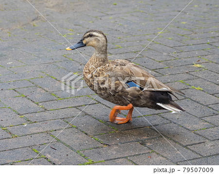 池のカモ 鴨 カモ 鳥 鴨 カルガモ 水鳥 池のカモ 鴨 カモ 鳥 鴨 カルガモ 水鳥 79507009