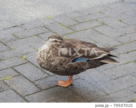 池のカモ 鴨 カモ 鳥 鴨 カルガモ 水鳥 池のカモ 鴨 カモ 鳥 鴨 カルガモ 水鳥 79507010