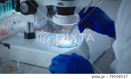 Crop scientist examining chicken cell meat under microscope Crop scientist examining chicken cell meat under microscope 79508537