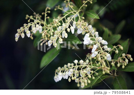 咲き始め、レウコトエアキシラスの花 79508641