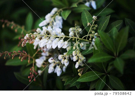 咲き始め、レウコトエアキシラスの花 79508642