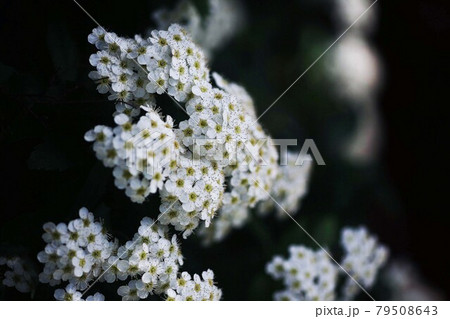 日陰に咲く、コデマリの白い花 79508643