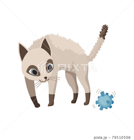 Cartoon Cat Character Siamese Colorpoint Pet のイラスト素材 Cartoon Cat Character Siamese Colorpoint Pet のイラスト素材