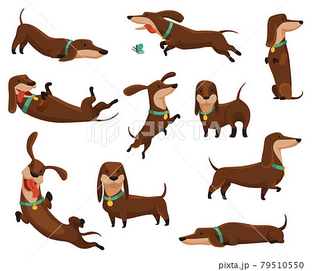 Group of dogs dachshund. Cute funny characters portrait in different poses. Short-legged pets with long body. Adorable cartoon vector illustration 79510550
