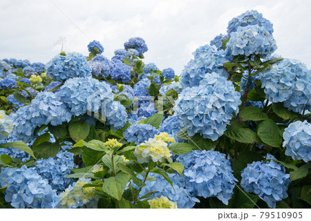 大川原高原満開の紫陽花 大川原高原満開の紫陽花 79510905
