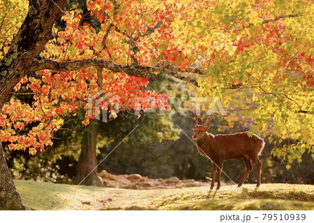奈良の鹿 奈良の鹿 79510939