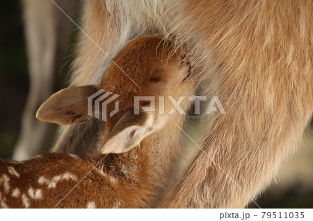 奈良公園の子鹿 奈良公園の子鹿 79511035