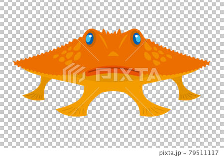 アカグツ/深海 アカグツ/深海 79511117