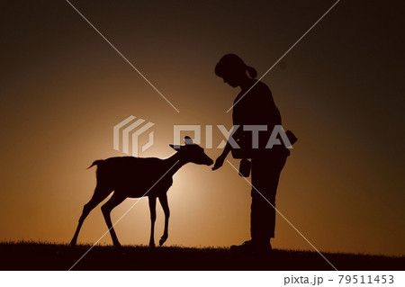 夕暮れ時の若草山 79511453