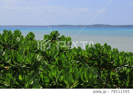 沖縄　宮古島市　大神島　海岸の風景 79511595