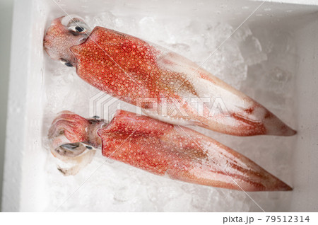 イカの王様新鮮アカイカ 79512314