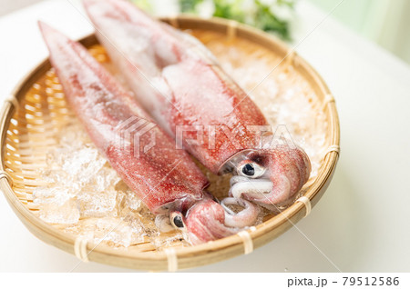 イカの王様新鮮アカイカ イカの王様新鮮アカイカ 79512586