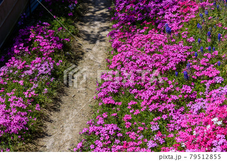 徳島県は広棚花の里の小道に咲く芝桜 79512855