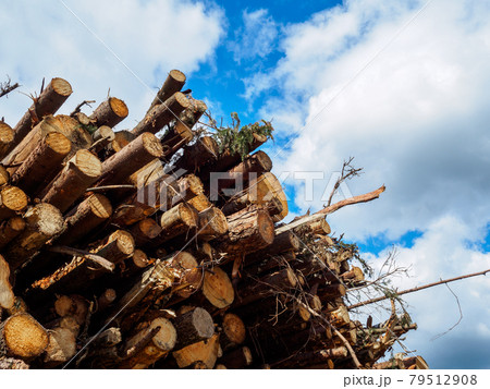Sawed tree trunks against the blue sky Sawed tree trunks against the blue sky 79512908