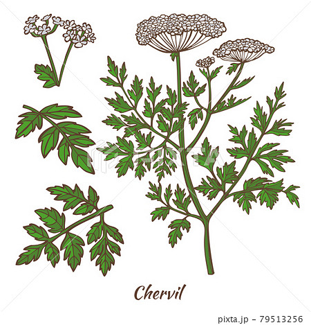 Chervil Plant and Leaves in Hand Drawn Style 79513256